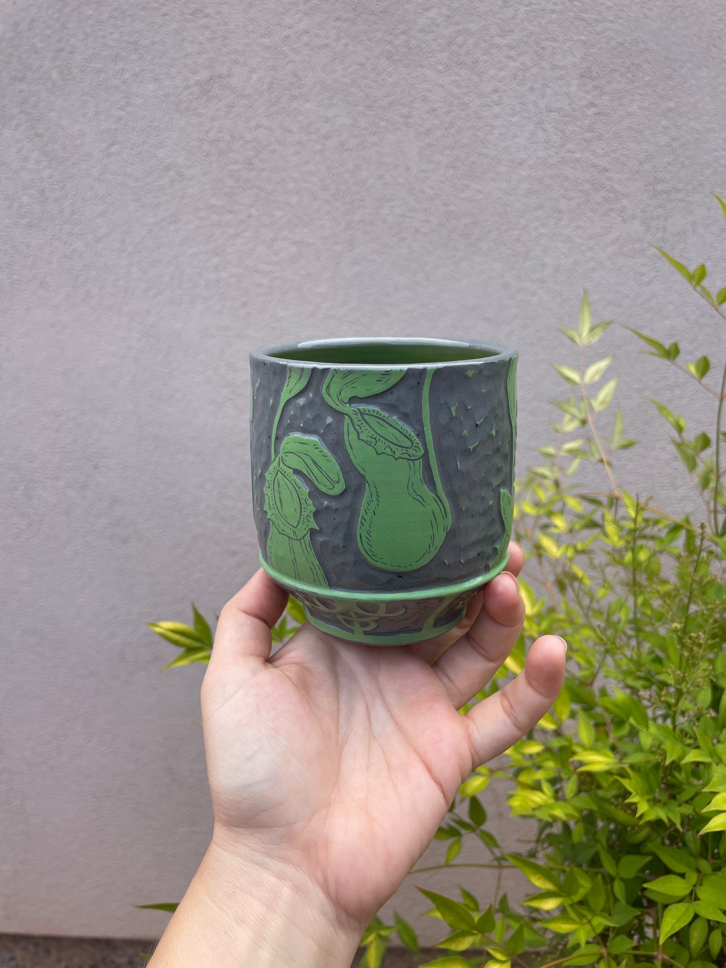 Pitcher Plant